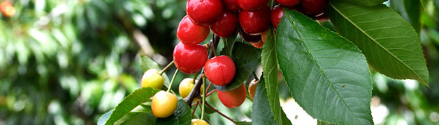 哈爾濱假肢廠(chǎng):大楊假肢_哈爾濱市大楊假肢_3D打印、3D掃描脊柱側(cè)彎支具-黑龍江假肢_哈爾濱假肢_哈爾濱假肢公司（矯形器.脊柱側(cè)彎）