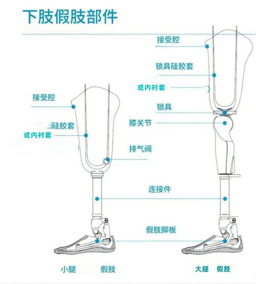 下肢假肢結(jié)構(gòu)圖解
